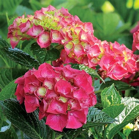 The Fragrance of Magical Ruby Red Hydrangea: A Sensory Experience